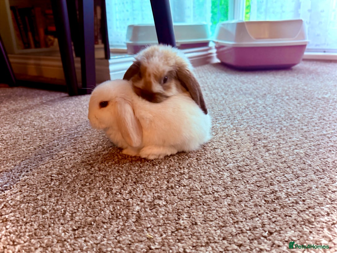 Mini Lop rabbits for sale: Mini lop babies - Image 14