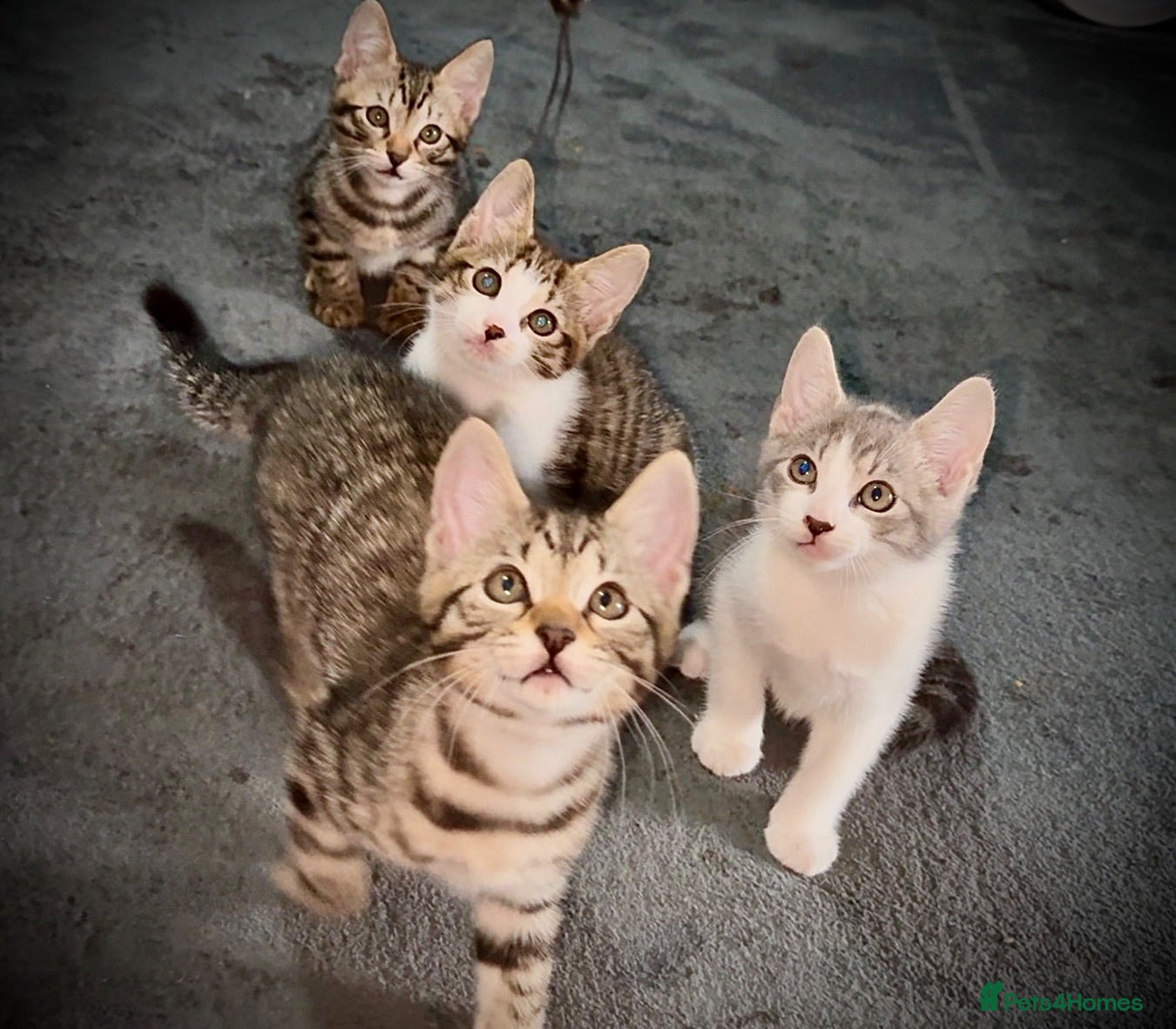 Mixed Breed cats Beautiful Bengal x Domestic Short Hair Kittens 🐾 - Advert 3