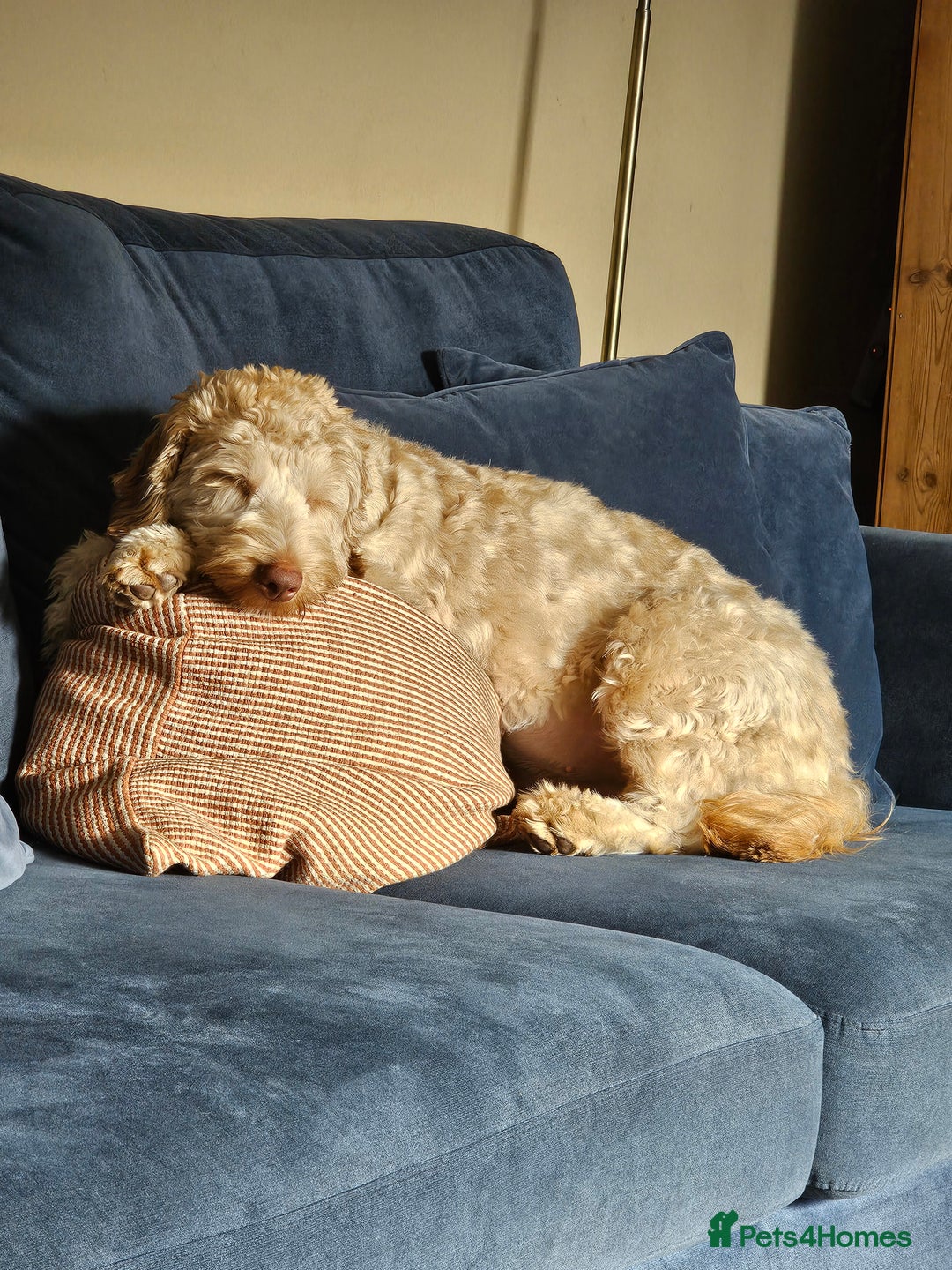 Goldendoodle dogs for sale: Goldendoodle  - Image 10