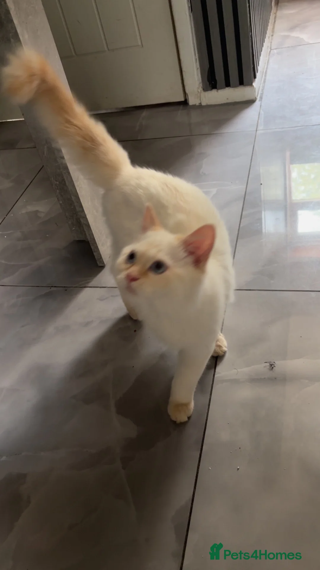Ragdoll cats for sale: FLAME POINT MALE RAGDOLL  - Advert 2