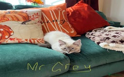 Ragdoll cats for sale: Ragdoll kittens - Image 19