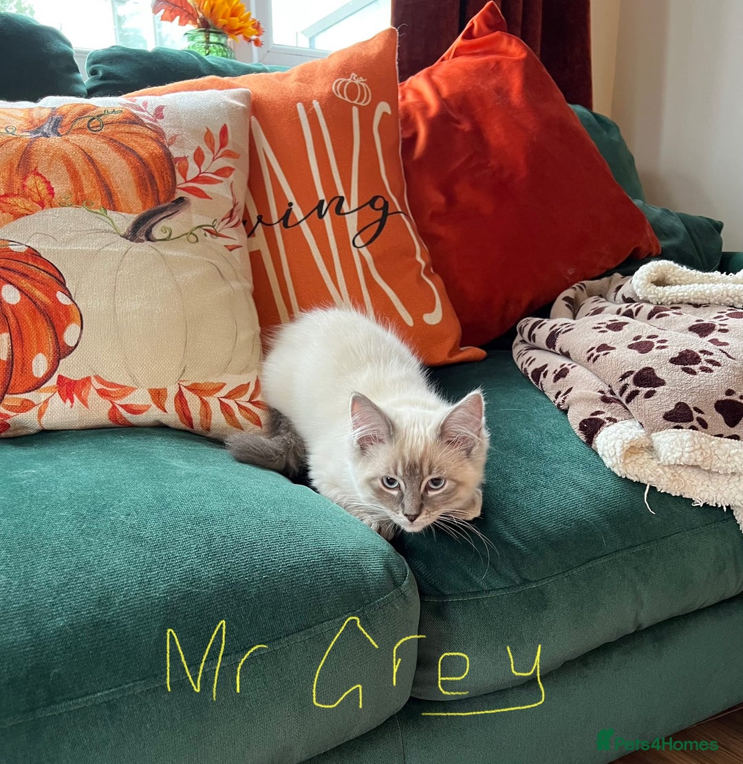 Ragdoll cats for sale: Ragdoll kittens - Image 19
