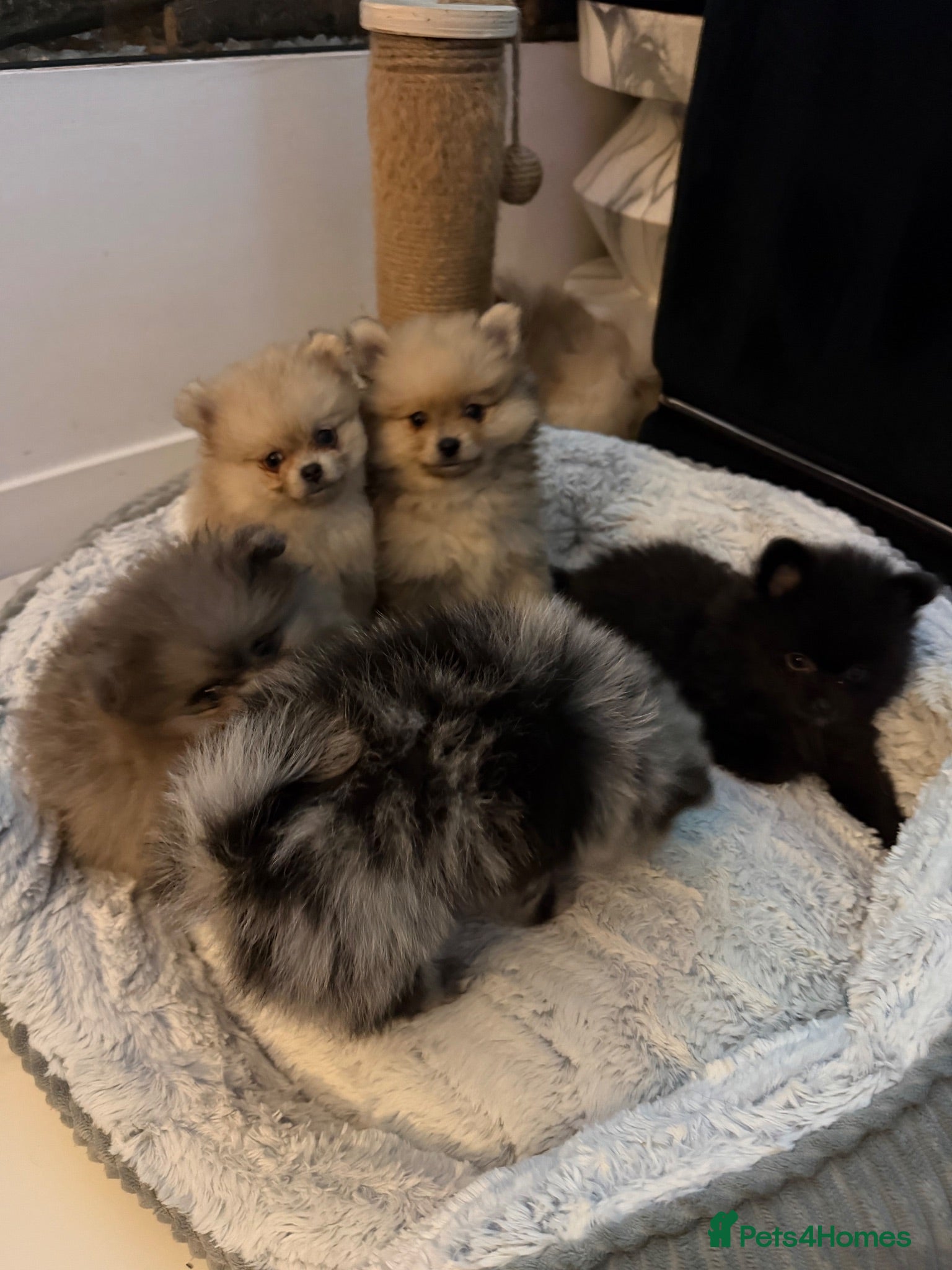 Pomeranian dogs Beautiful sable little girl - Advert 3