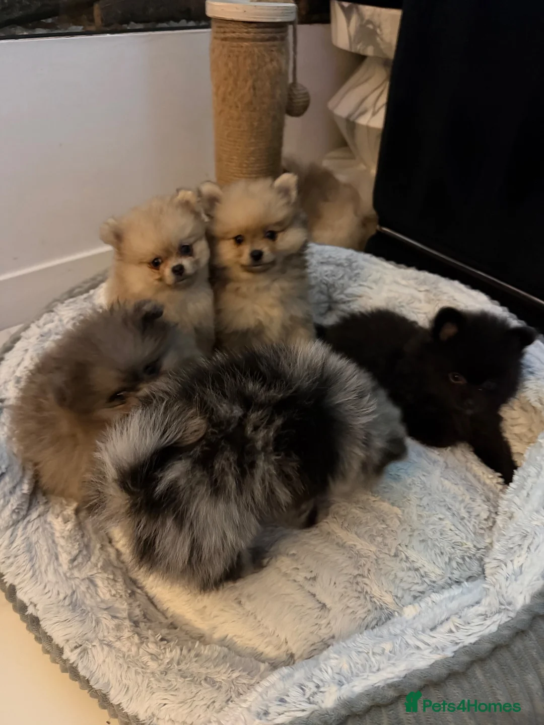 Pomeranian dogs for sale: Beautiful sable little girl in Edinburgh - Advert 1