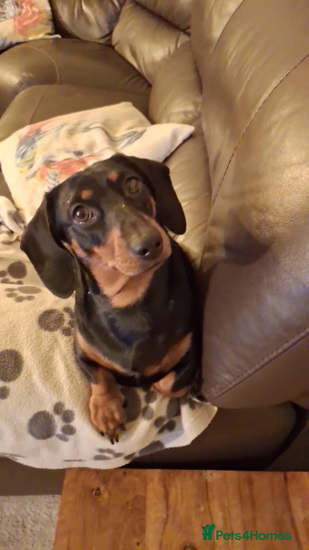 Dachshund dogs for sale: Miniature Dauchund Isabella and Black/Tan pups.  - Advert 3