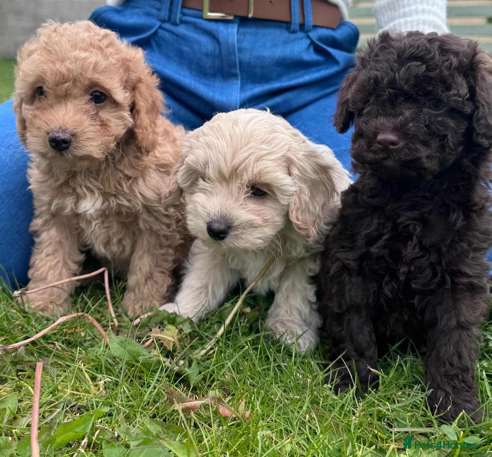 Cavapoo dogs F2 cavapoo boys  - Advert 1