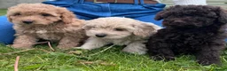 Cavapoo dogs for sale: F2 cavapoo boys  - Advert 1