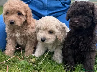 Cavapoo dogs F2 cavapoo boys - Advert 1