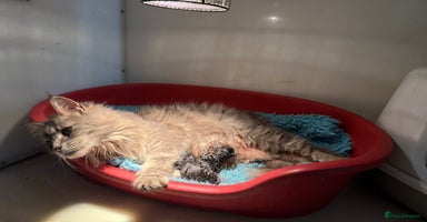 Maine Coon cats - Advert 12