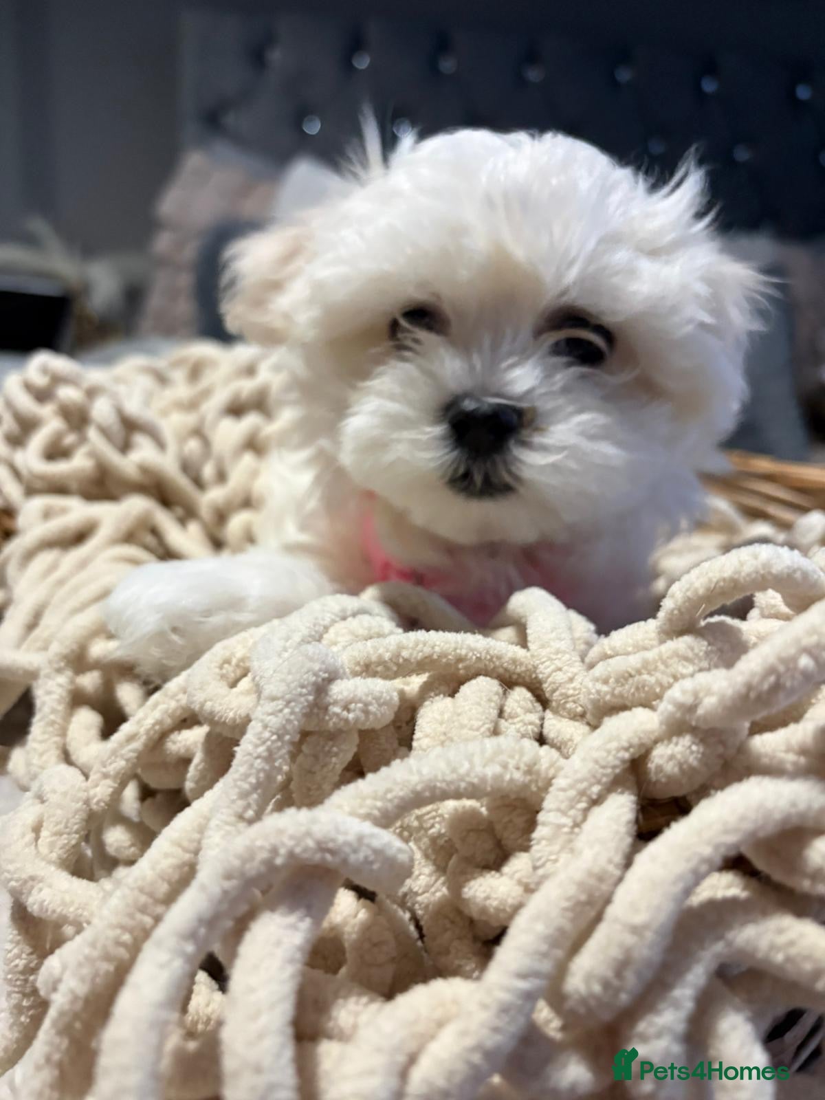 Maltese dogs 🩷 Ready, house trained Gorgeous Korean Maltese 🩷 - Advert 3