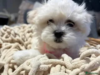 Maltese dogs 🩷 Ready, house trained Gorgeous Korean Maltese 🩷 - Advert 3