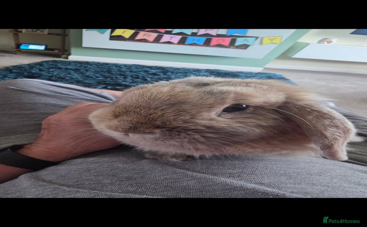 Mini Lion Lop rabbits - Advert 7