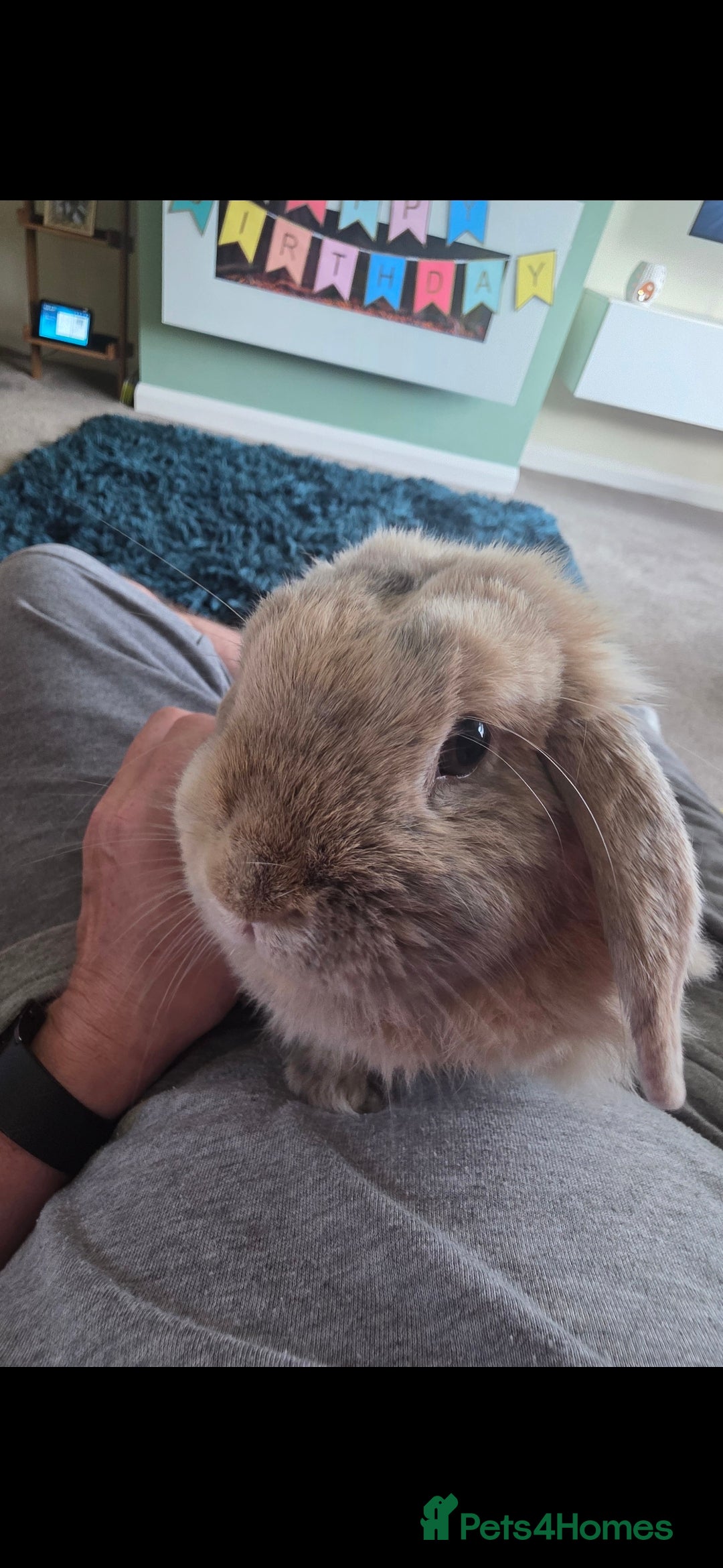 Mini Lion Lop rabbits for sale: Coco free to a caring home - Image 1