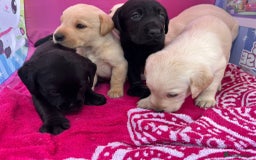Labrador Retriever dogs for sale: Labrador puppies  - Image 4