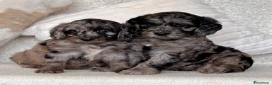 Cockapoo 1