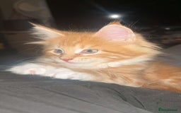 Maine Coon cats for sale: 2 Ginger Maine Coon females  - Image 16