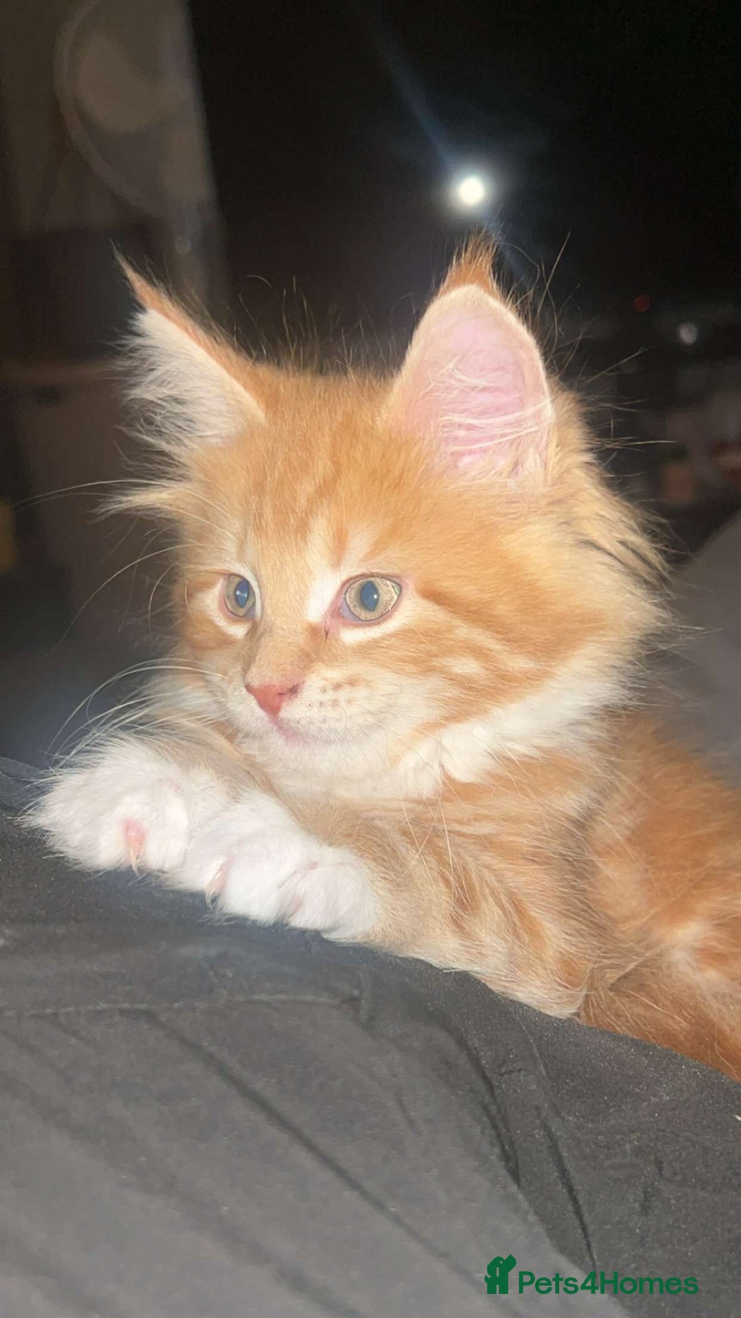 Maine Coon cats for sale: 2 Ginger Maine Coon females  - Image 16