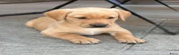 Labrador Retriever dogs for sale: Working Labrador Puppies  - Advert 14