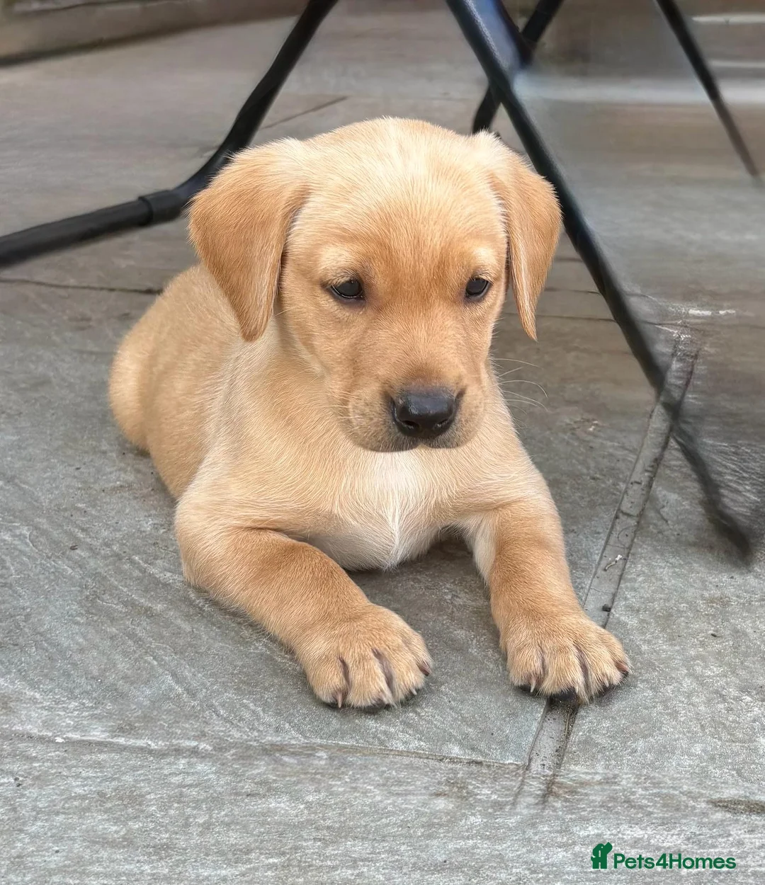 Labrador Retriever dogs for sale: Working Labrador Puppies  - Advert 14