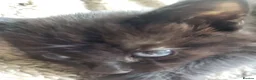 Mixed Breed cats for sale: Kittens for sale  - Advert 10