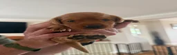 Labrador Retriever dogs for sale: Fox Red KC registered Labradors - Advert 18
