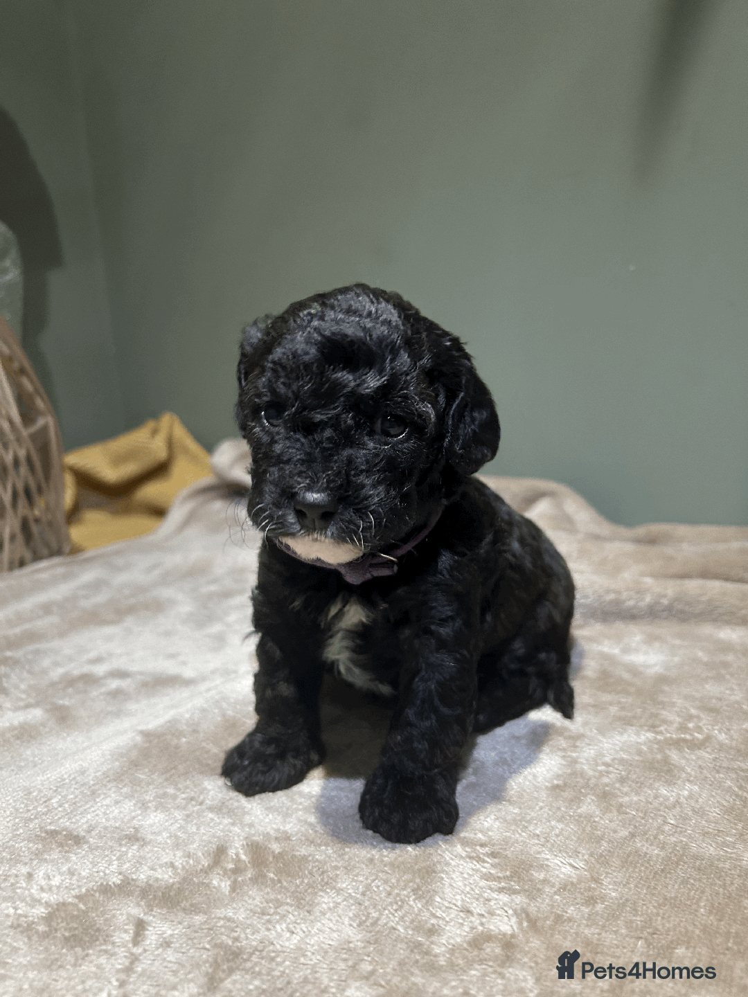 Cavachon dogs for sale: F1 CAVAPOOCHON PUPPIES  - Advert 12