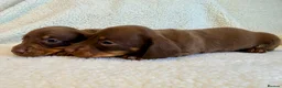 Miniature Dachshund dogs for sale: True miniature dachshunds - Advert 17