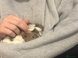 Guinea Pig rodents Pickle and bean - Advert 1