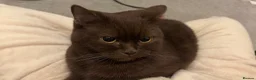 British Shorthair cats for sale: Cinnamon BSH, 2yr Girl - Advert 2