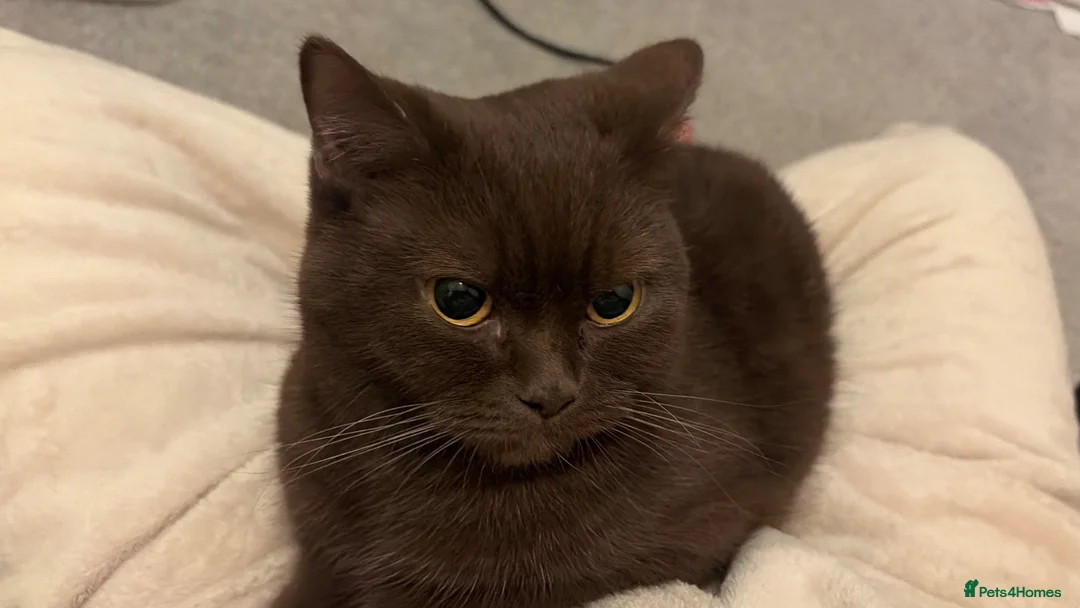 British Shorthair cats for sale: Cinnamon BSH, 2yr Girl - Advert 2