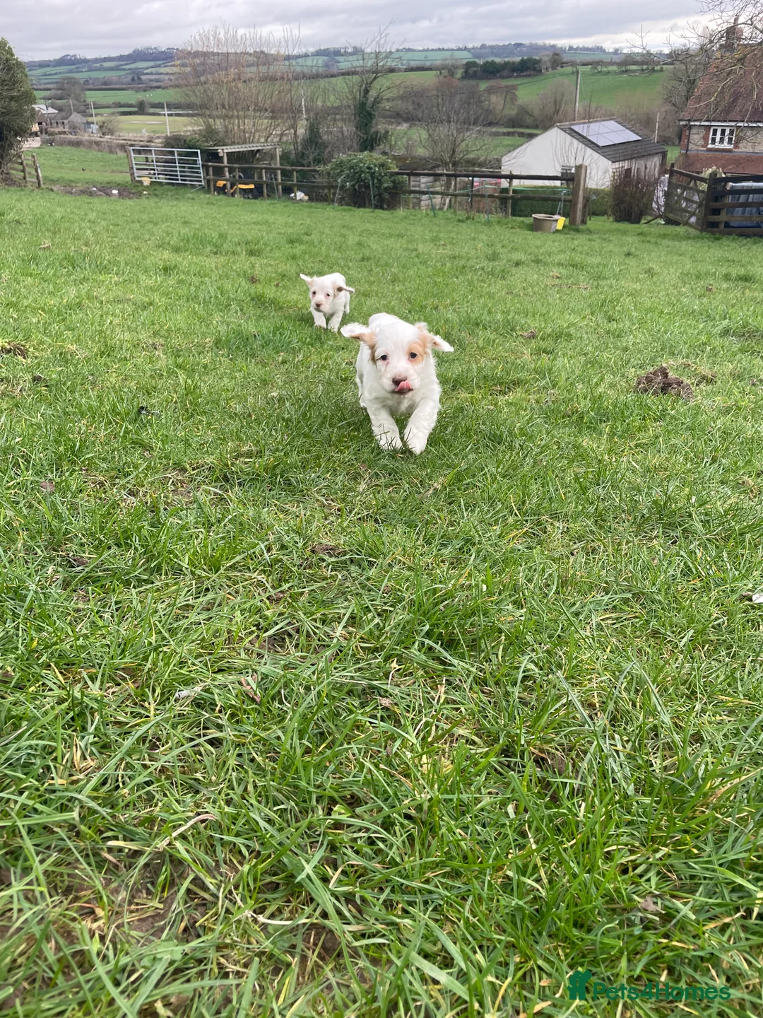 Sprocker dogs for sale: Sprocker puppies  - Advert 8