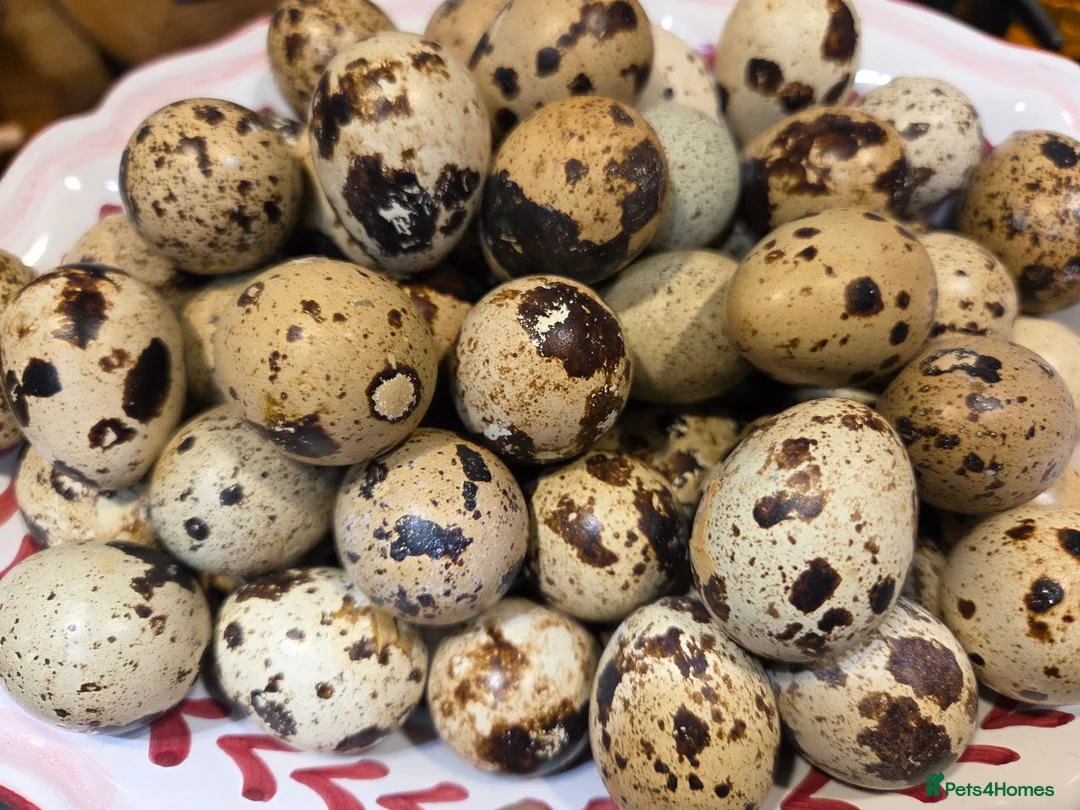 Quail poultry for sale: 17 x Coturnix Quail in Bristol - Advert 4