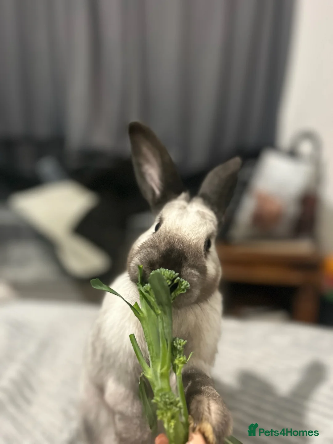 Sallander rabbits for sale: Handsome Sallander male rabbit  - Advert 5