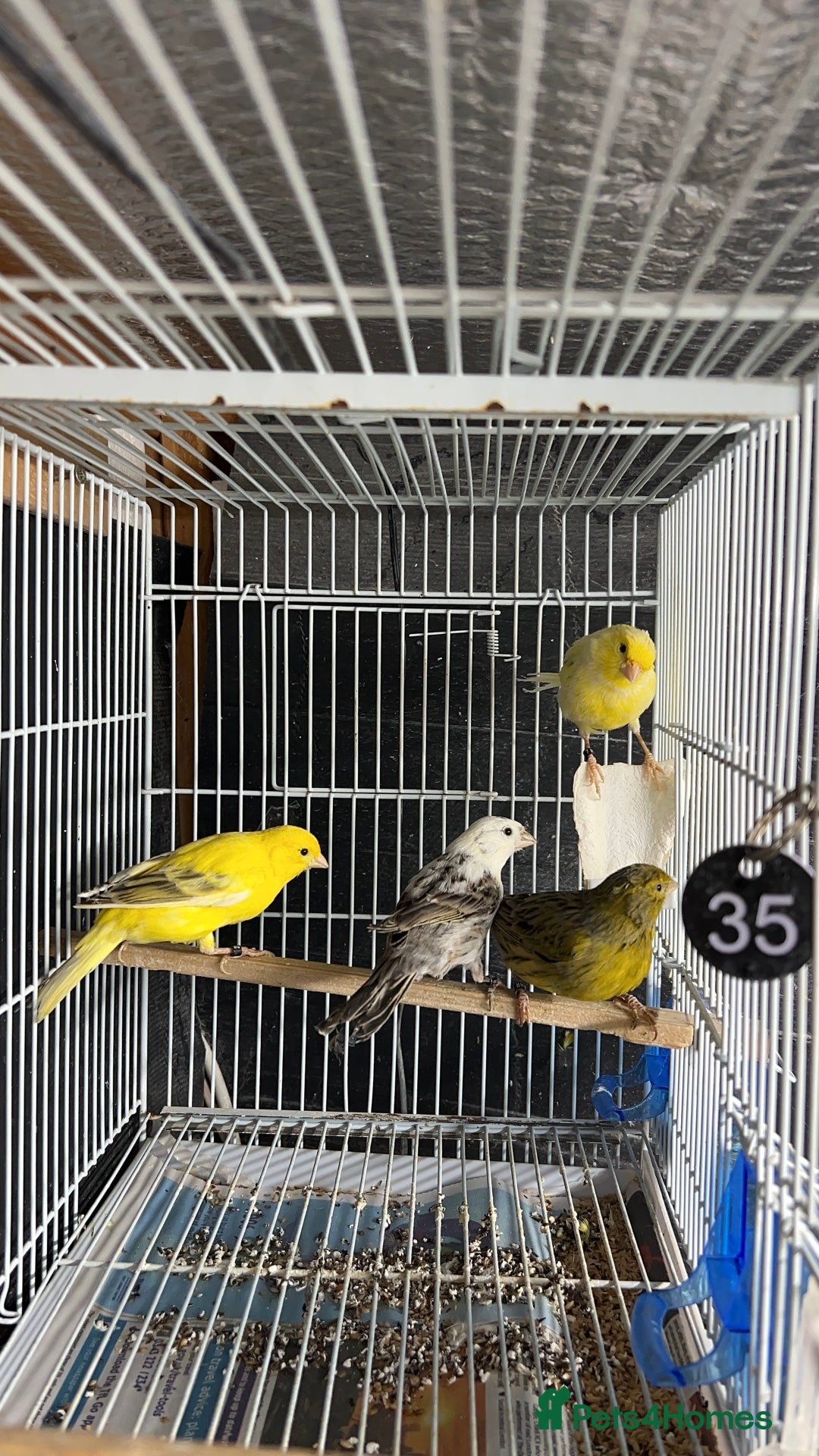 Canaries birds for sale: Canaries for sale  - Advert 2