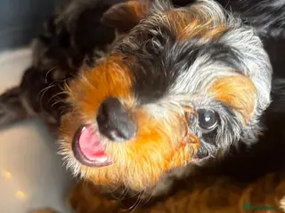 Cockapoo dogs Cockapoo - Advert 3