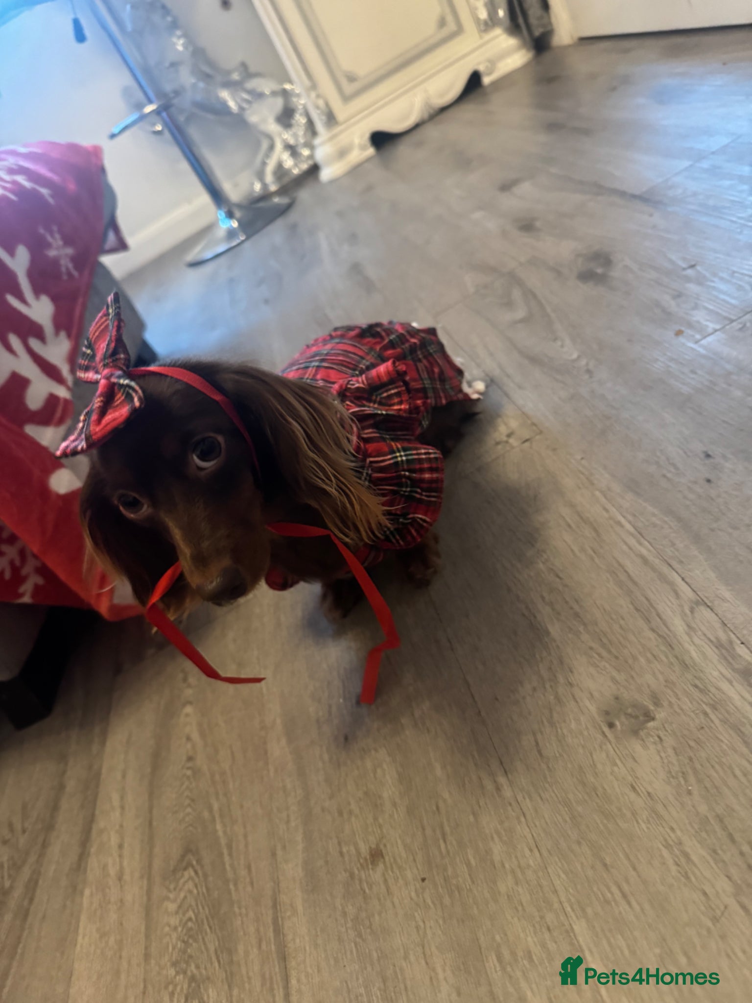 Miniature Dachshund dogs Miniature long hair dachshund Puppies  - Advert 10