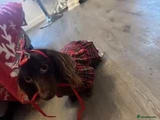 Miniature Dachshund dogs Miniature long hair dachshund Puppies - Advert 10