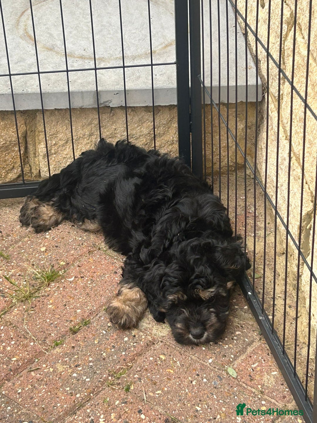 Cockapoo dogs for sale: F1 cockapoo puppies 5 boys  - Image 14