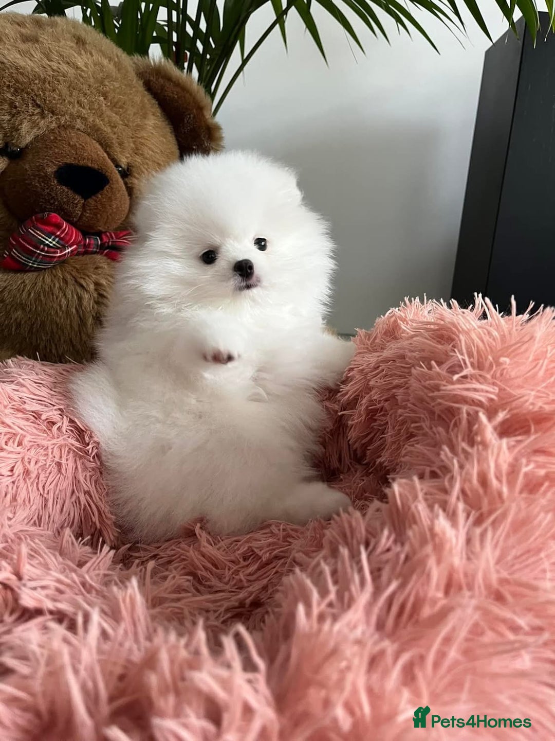 Pomeranian dogs for sale: Beautiful Pomeranian Puppies - Image 4