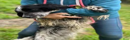English Setter dogs for adoption: Kira  in Frinton-on-Sea - Advert 5