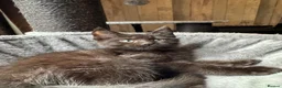 Mixed Breed cats for sale: British shorthair cross Maine coon  - Advert 13