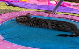 Bengal cats for sale: Beautiful litter of spotted Bengal kittens - Ready - Image 22