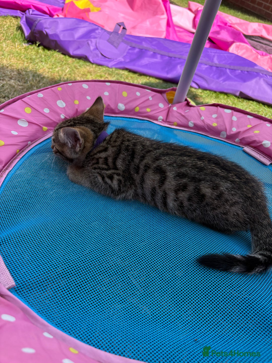 Bengal cats for sale: Beautiful litter of spotted Bengal kittens - Ready - Image 22