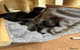 Bengal cats for sale: 5 kittens for sale  - Image 8