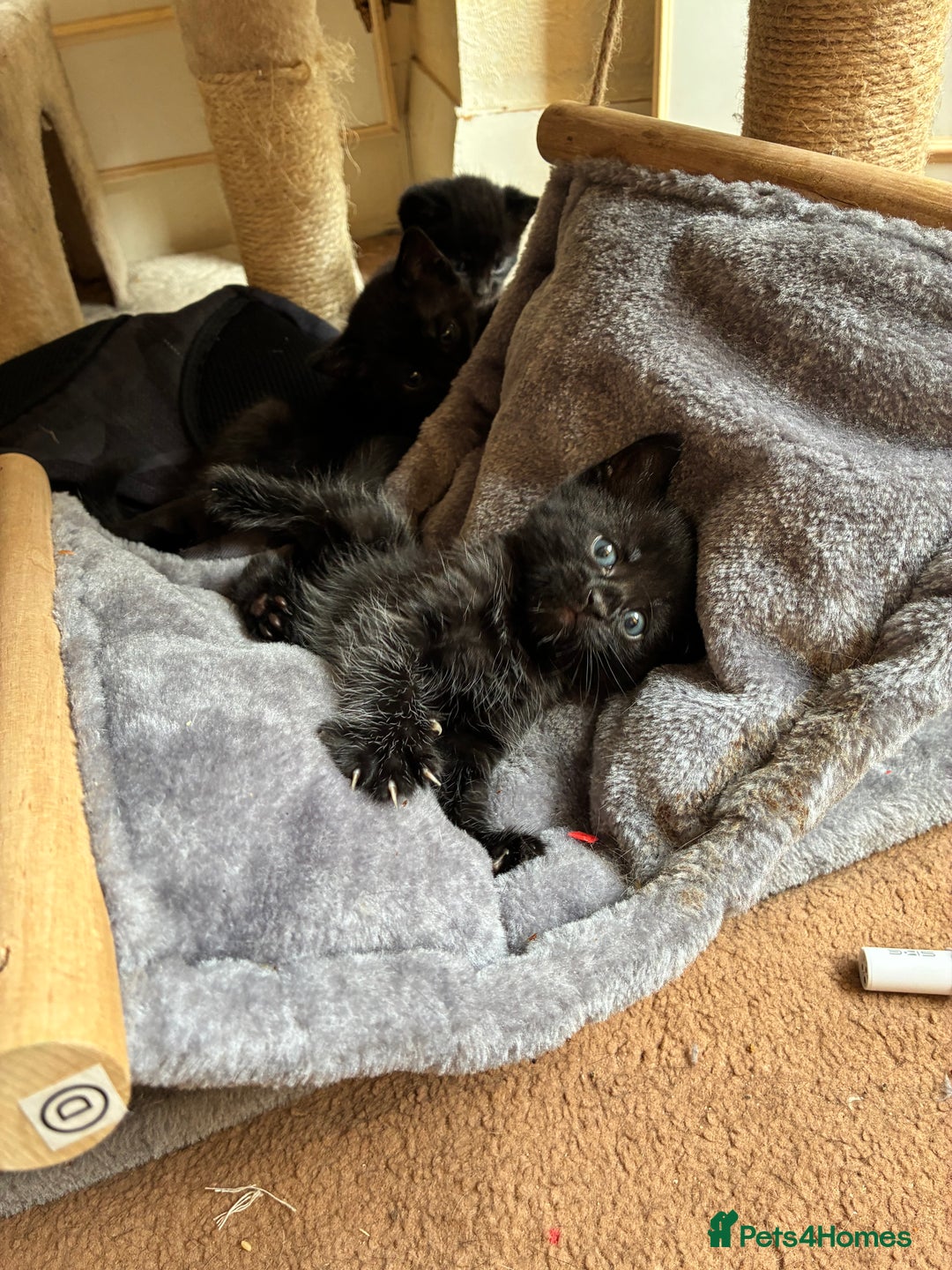 Bengal cats for sale: 5 kittens for sale  - Image 8