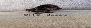 Miniature Dachshund Puppy 6