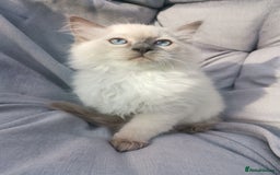 Ragdoll cats for sale: 2 left Pure Health tested huge ragdoll kittens  - Image 6