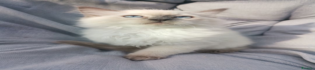 Ragdoll Kitten 2