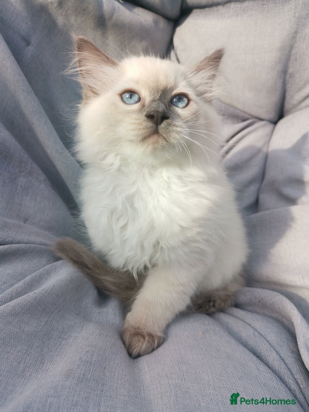 Ragdoll cats for sale: 2 left Pure Health tested huge ragdoll kittens  - Image 6