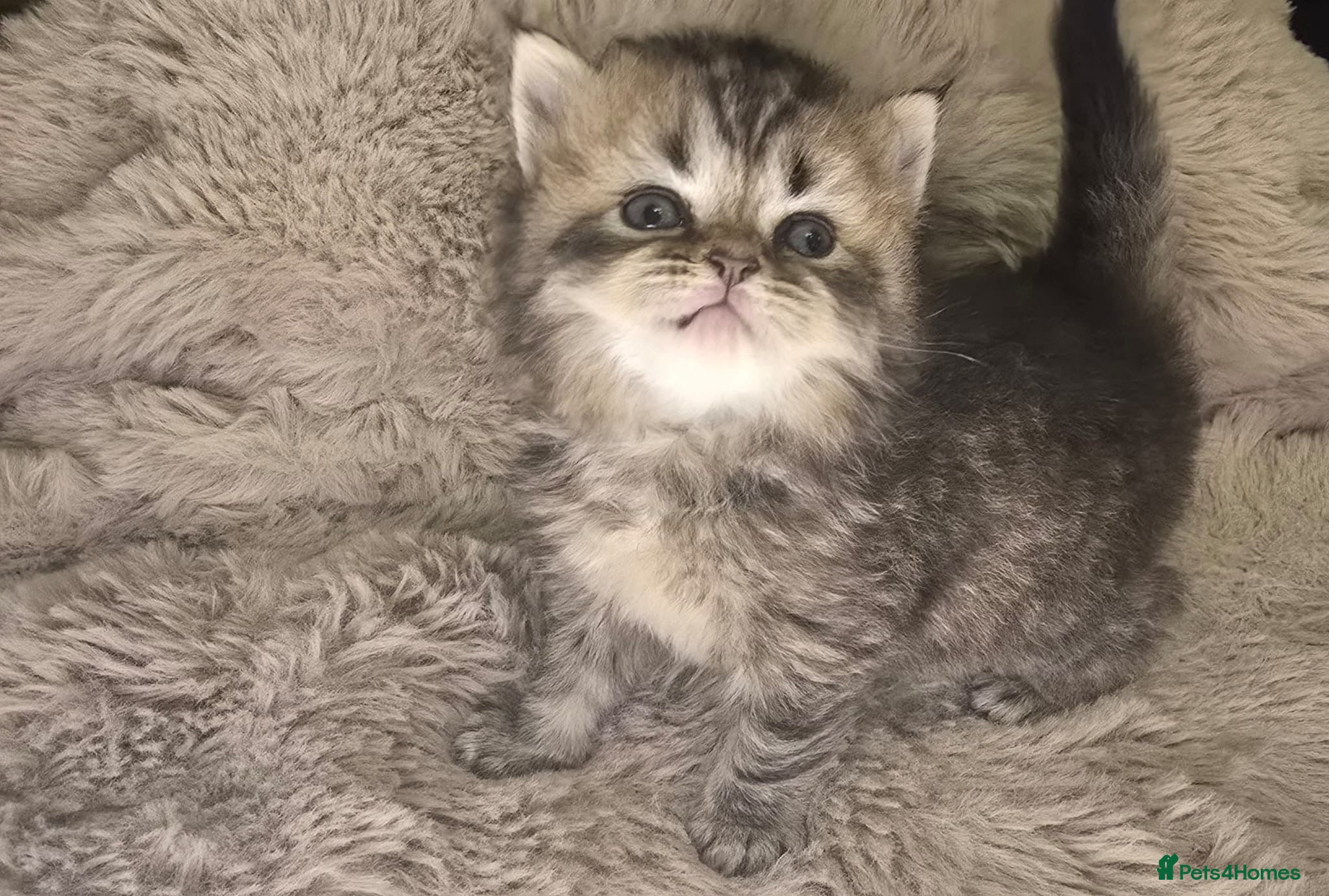 Exotic cats Beautiful adorable exotic babies - Advert 4